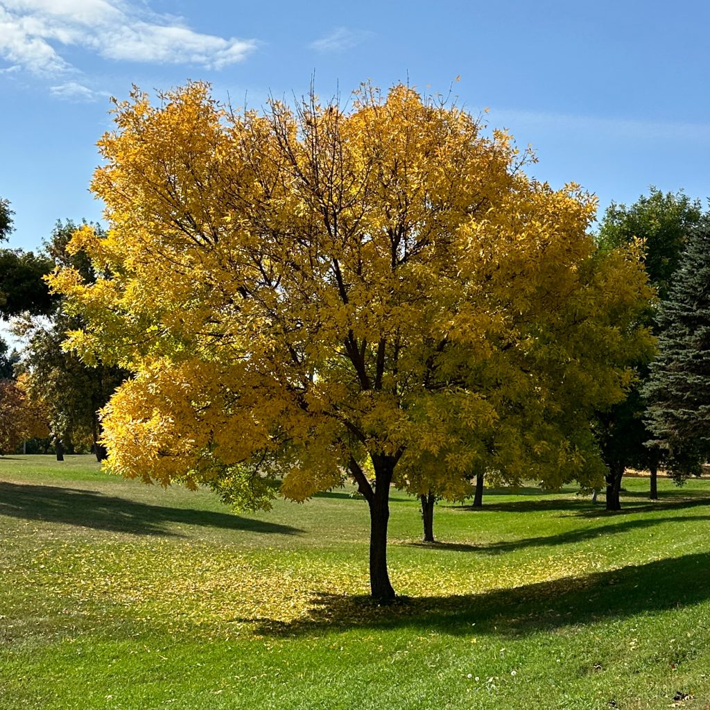 Tree in a park with golden leaves